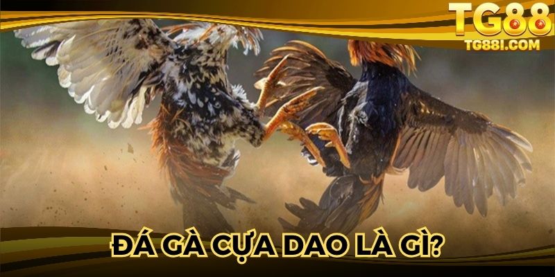 Tìm hiểu thông tin đá gà cựa dao 