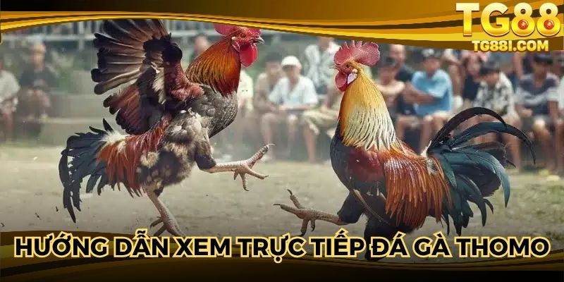 Tham gia rinh thưởng lớn tại đá gà Thomo 