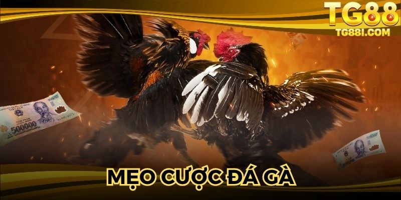 Học mẹo bỏ vốn cược chiến kê thắng lớn 