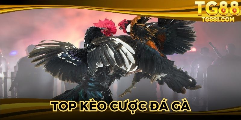 Siêu nhiều cửa cược chọi gà với tỷ lệ thưởng cao 